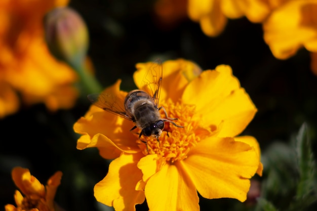 Ape su un fiore di calendula arancione