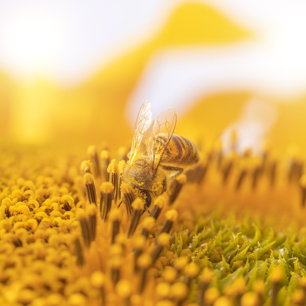 Ape su un fiore di girasole.