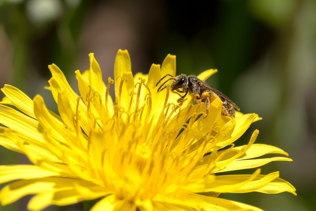 Ape su un fiore giallo tarassaco in fiore.