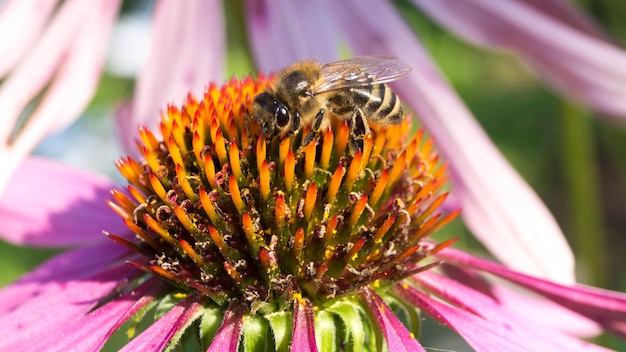 Ape su un fiore per raccogliere il polline