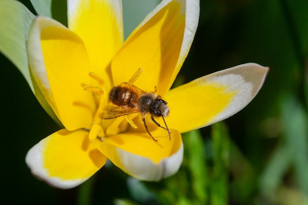 Ape su un fiore. Primo piano di una grande ape striata che raccoglie polline su un fiore giallo. macro