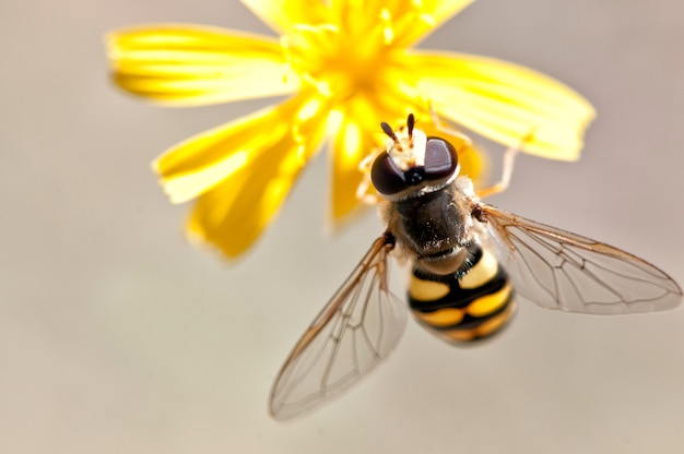 Ape su un fiore