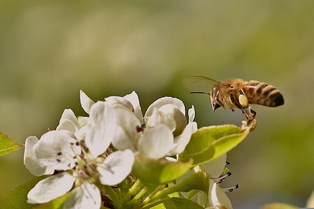 ape su un fiore