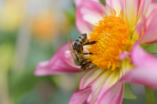 Ape su una macro dahlia rosa e gialla da vicino