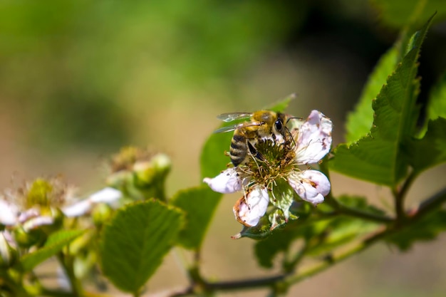 Ape su uno sfondo sfocato fiore di mora