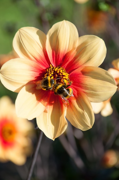 Ape su Yellow Dahlia sambucifolia Flowers HQ foto