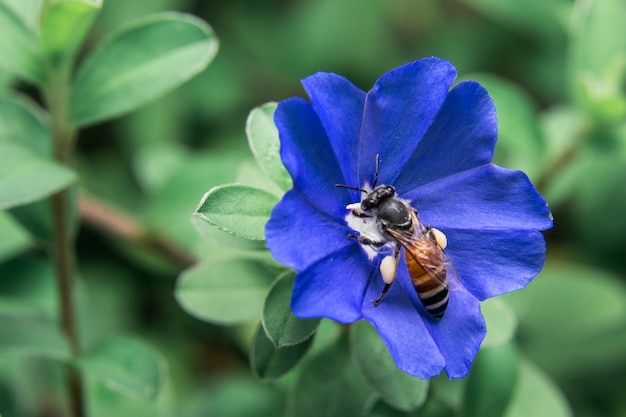 Ape sui fiori blu