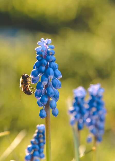 Ape sui fiori in primavera