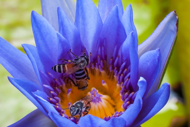 Ape sul bellissimo fiore di loto.