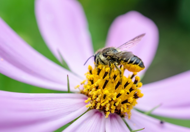 Ape sul fiore di camomilla