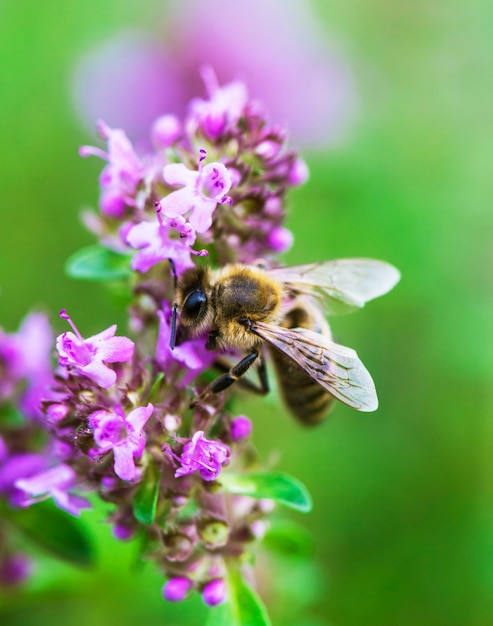 Ape sul fiore di timo che cresce in natura