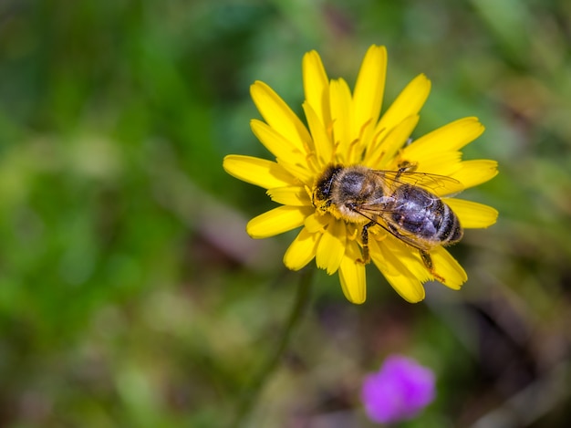 Ape sul fiore giallo margherita.