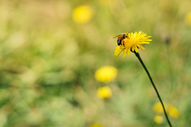 Ape sul fiore giallo