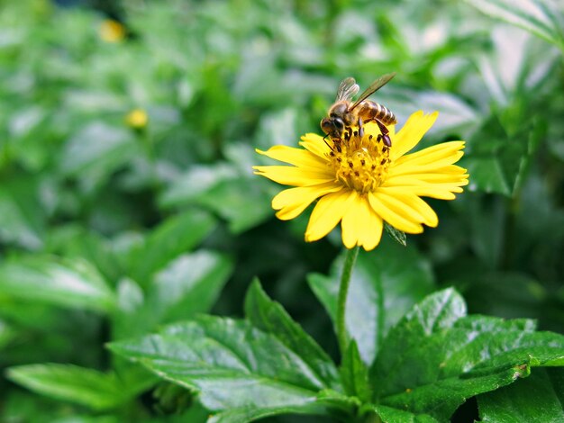 Ape sul fiore giallo