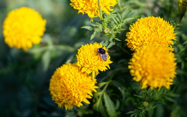 Ape sul fiore giallo