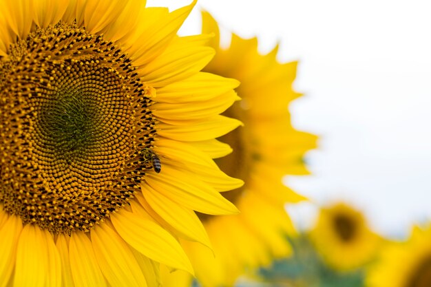 Ape sul girasole. Fiore di girasole close-up, sfondo naturale.