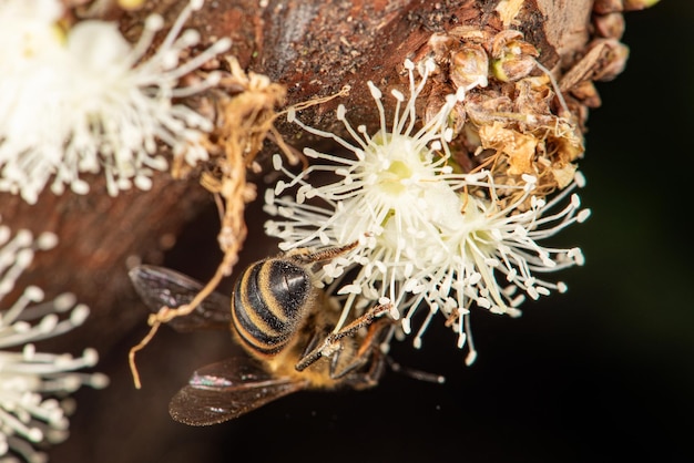 Ape una bella ape che impollina i fiori di un albero di jabuticaba nel fuoco selettivo del Brasile