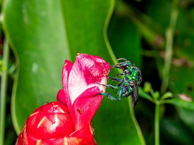 Ape variopinta dell'orchidea o Exaerete su un fiore tropicale rosso. Fauna brasiliana incredibile. Famiglia Euglossini..