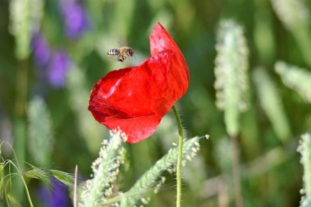 ape volante che impollina il papavero rosso la mattina di giugno