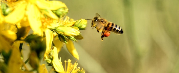 Ape volante che raccoglie polline in un fiore selvatico Ape che vola sopra il fiore selvatico in sfondo sfocato