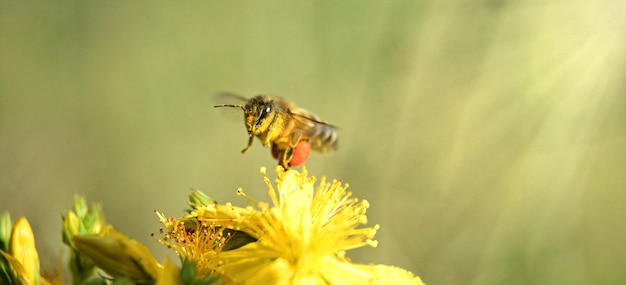 Ape volante che raccoglie polline in un fiore selvatico Ape che vola sopra il fiore selvatico in sfondo sfocato