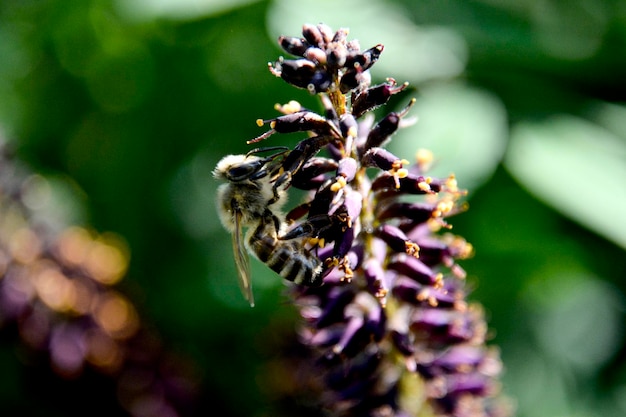 Ape volante che raccoglie polline in un fiore selvatico Ape che vola sopra il fiore selvatico in sfondo sfocato