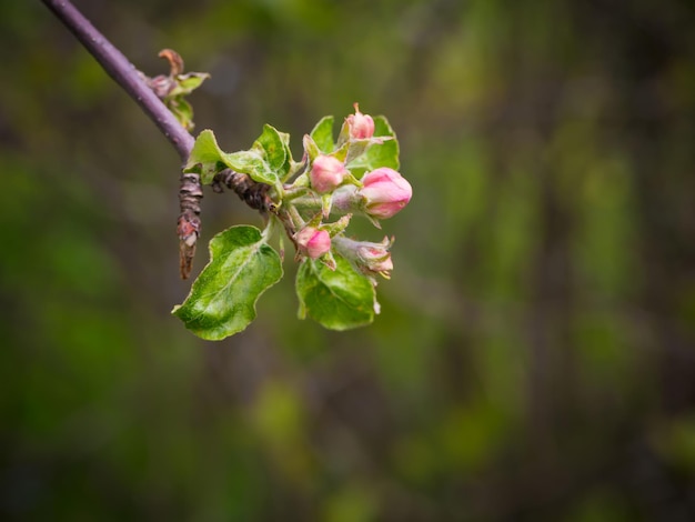 Apertura boccioli di fiori di melo estate sfondo primavera fioritura ramo