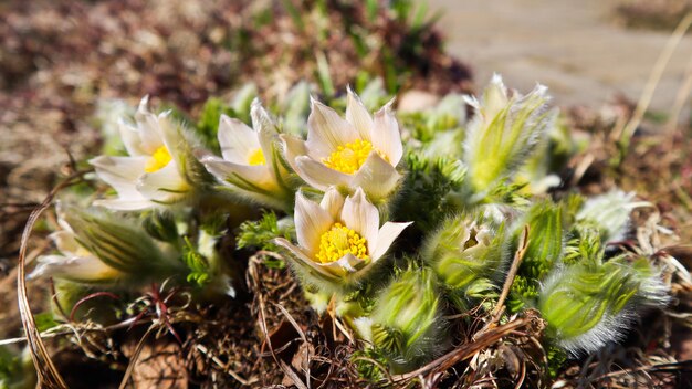 Apertura di bellissimi fiori bianchi e setosi (pulsatilla alpina) nel giardino primaverile