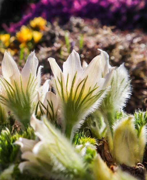 Apertura di bellissimi fiori bianchi setosi pulsatilla alpina nel giardino primaverile