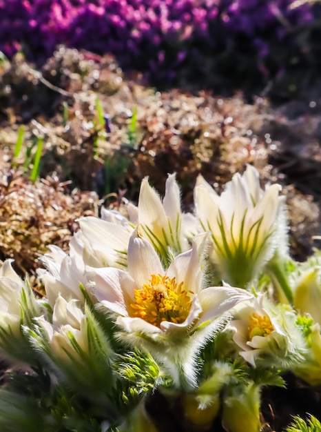 Apertura di bellissimi fiori bianchi setosi (pulsatilla alpina) nel giardino primaverile