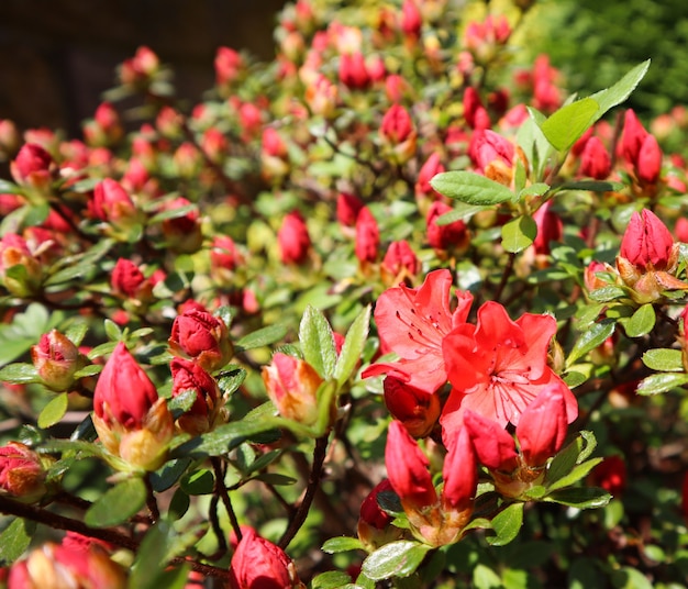 Apertura di un bellissimo fiore rosso di azalea in giardino primaverile concetto di giardinaggio sfondo floreale