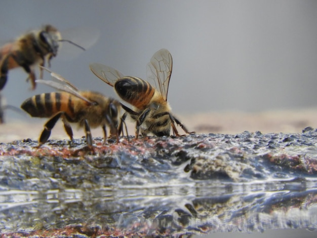 Api che bevono acqua da uno stagno