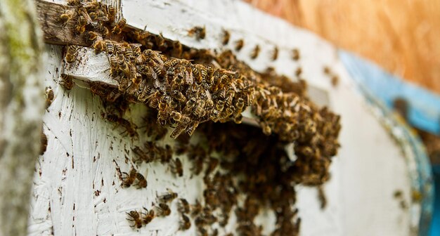 Api che entrano nell'alveare con nettare floreale raccolto e polline di fiori dopo un intenso periodo di raccolta Primo piano di api da lavoro in un alveare di legno Concetto di sano apiario biologico