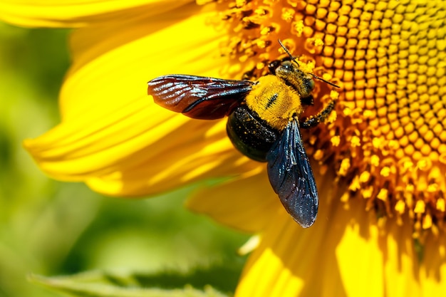 Api che raccolgono il polline di un girasole