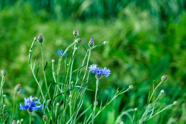 Api che volano sopra la cima dei fiori di campo blu del fiordaliso nel campo estivo floreale