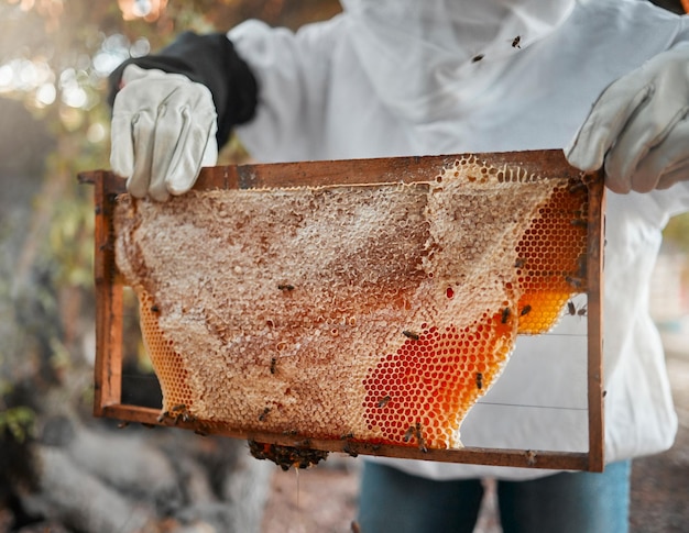 Api da miele e mani di apicoltore con nido d'ape nella fattoria di produzione Agricoltura industria della nutrizione alimentare e sostenibilità naturale raccolta o apicoltura contadina e processo di ecologia della cera organica grezza