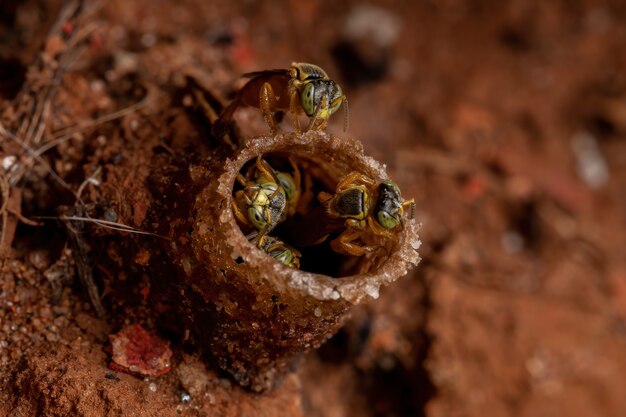 Api Jatai adulte della specie Tetragonisca angustula in vista macro