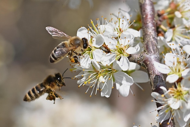 Api su un ciliegio con fiori bianchi