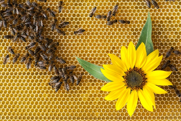 Api su un favo con un fiore di girasole.