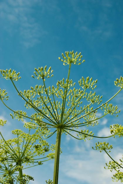 Apiaceae Umbelliferae