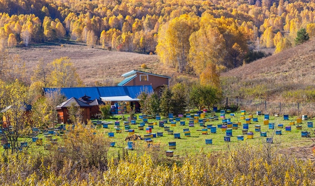 Apiario nelle montagne di Altai Pura ecologia