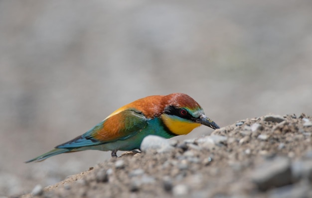 Apiaster Merops del gruccione europeo