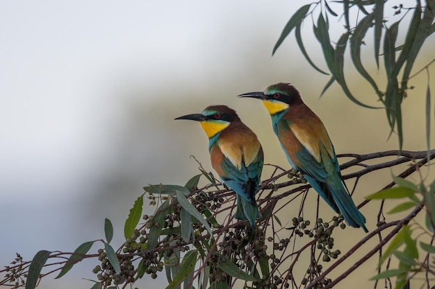 Apiaster Merops del gruccione europeo