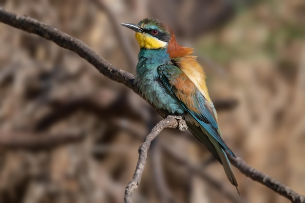 Apiaster Merops del gruccione europeo