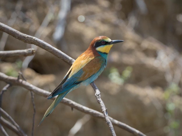 Apiaster Merops del gruccione europeo