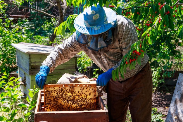 Apicoltore che controlla un alveare per garantire la salute della colonia di api o per raccogliere il miele. Apicoltore in apiario