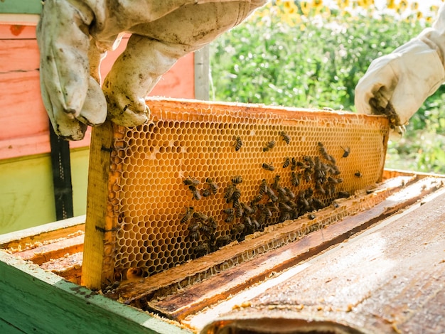 Apicoltore che rimuove il favo dall'alveare Persona in abito da apicoltore che prende il miele dall'alveare Agricoltore che indossa un abito da ape che lavora con il favo in apiario Apicoltura in agricoltura biologica di campagna