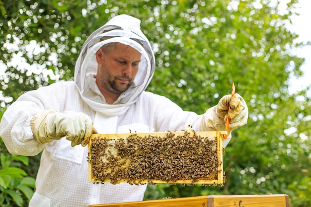 Apicoltore che tiene un nido d'ape pieno di api apicoltore professionista nell'ispezione di indumenti da lavoro protettivi