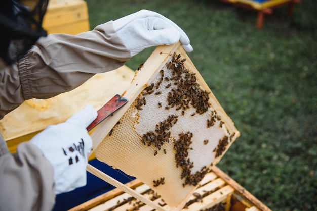 Apicoltore di apicoltura al lavoro api in volo