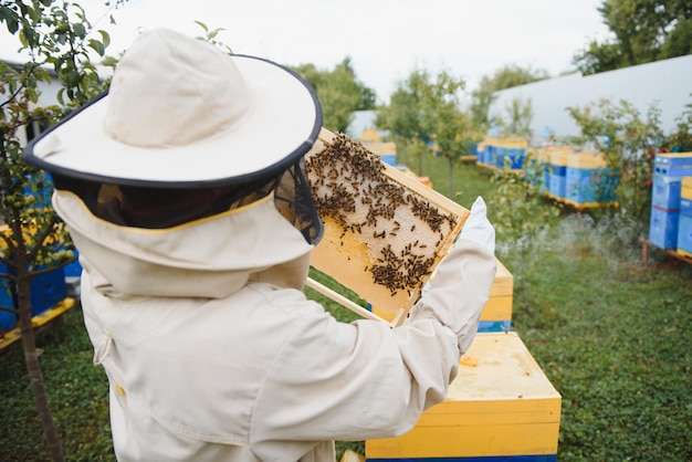 Apicoltore di apicoltura al lavoro api in volo